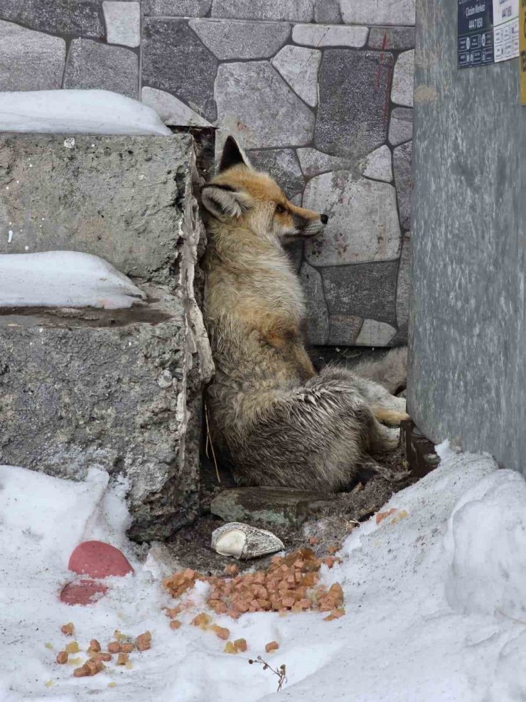 Ardahan’ın Damal ilçesinde yaralanan tilkiye belediye başkanı sahip çıktı