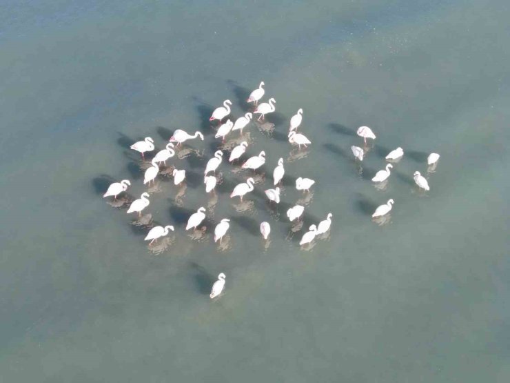 Flamingolar bu yıl da Van’dan göç etmedi