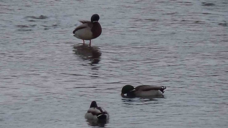 Kars’ta yaban hayatı şehre indi: Yeşilbaş ördeklerin yemek mesaisi kamerada