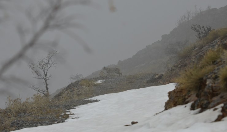 Kemaliye’de vaşak ve kızıl akbaba doğal yaşam alanlarında görüntülendi