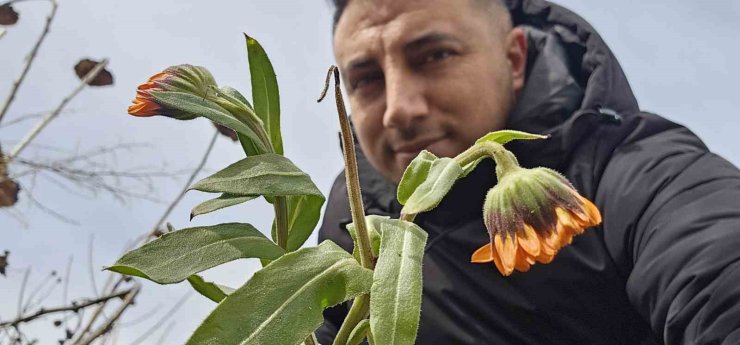 Karın başkenti Bitlis’te şubat sürprizi: Çiçekler karlar arasında açtı