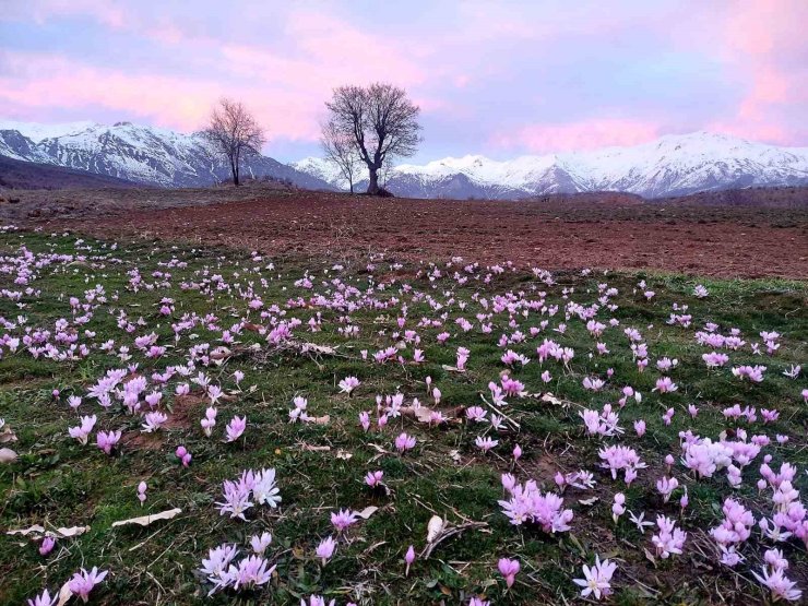 Elazığ’da baharın habercisi çiğdemler erken açtı