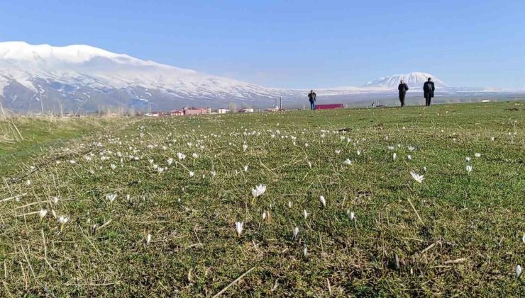 Bitlis’te kardelen ve çiğdemler açtı