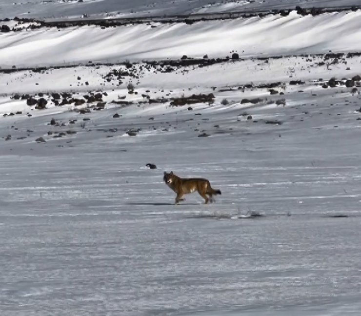 Kars’ta hareket halindeki aracı takip eden kurt kameraya yansıdı
