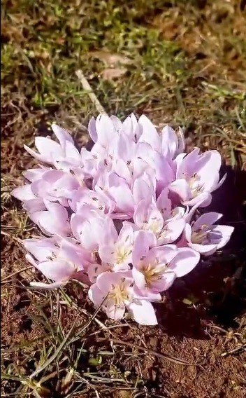 Pülümür Vadisi’nde çiğdemler yalancı bahara aldandı