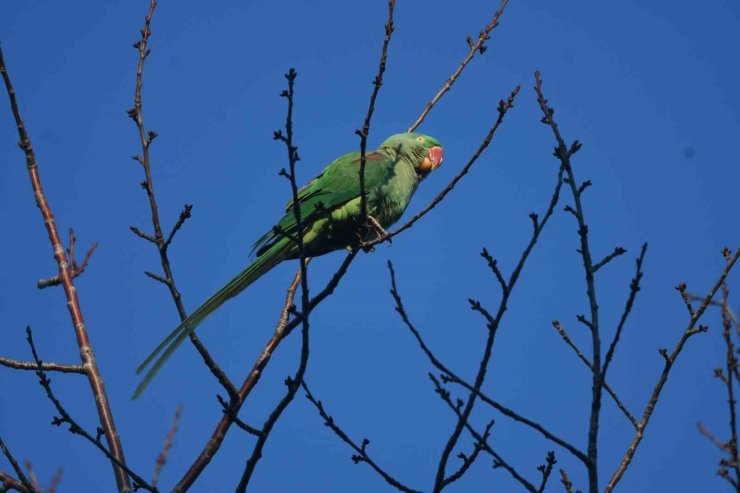 İstilacı tür İskender Papağanı Tatvan’da görüntülendi