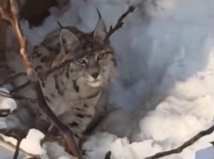 Yüksekova’da yerleşim alanına inen vaşak görüntülendi