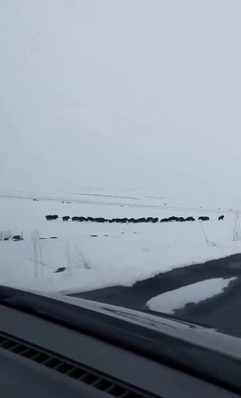 Karlı arazide ilerleyen domuz sürüsü görüntülendi