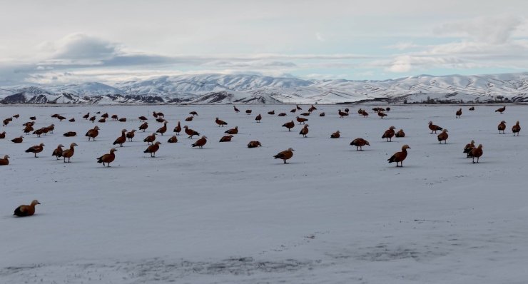Angut kuşlarının belgesel tadında göçü