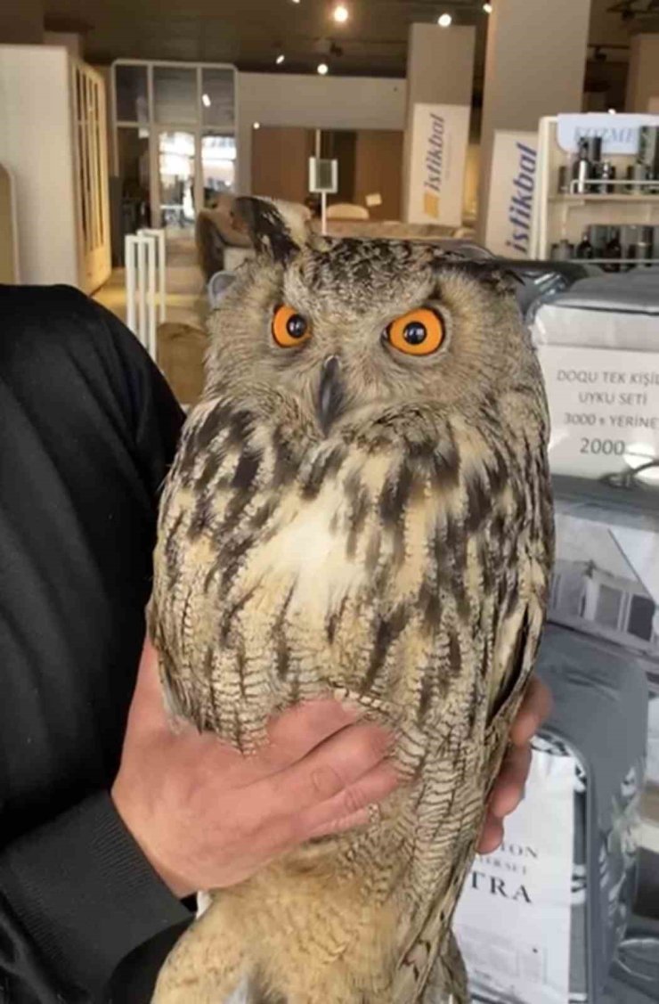 Elazığ’da yaralı halde bulunan puhu ekiplere teslim edildi