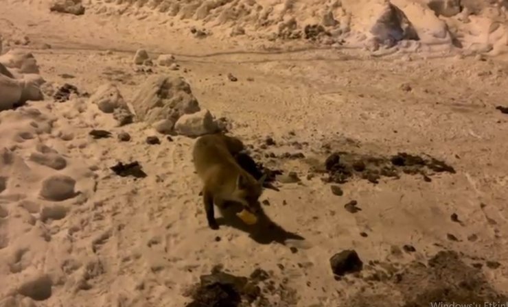 Ardahan’da bir adam, her gün evinin önüne gelen tilkiyi besliyor