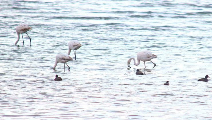 Flamingolar Van Gölü Havzası’na geri döndü