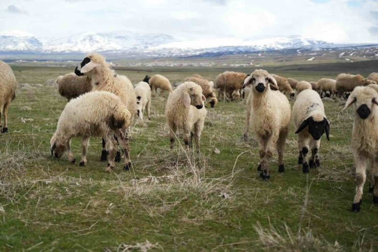 Muş Ovası kuzu sesleriyle şenlendi