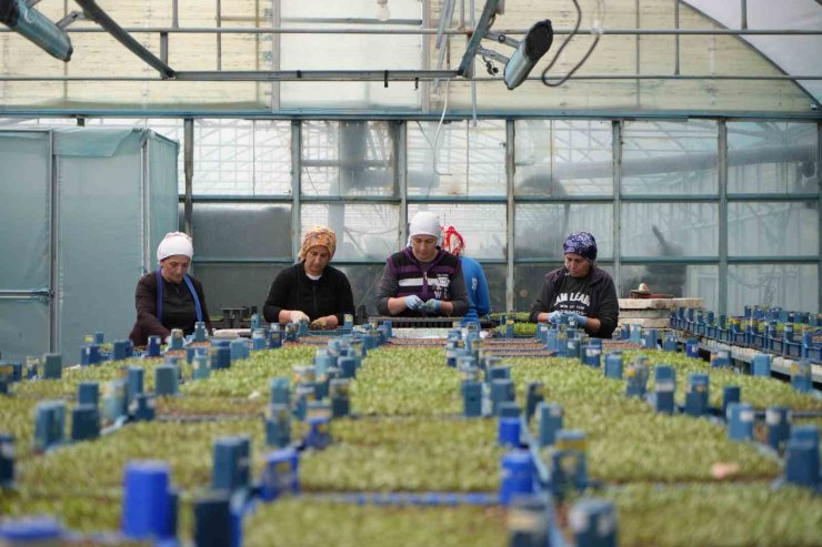 Milyonlarca sebze fidesi profesyonel ellerde üretiliyor