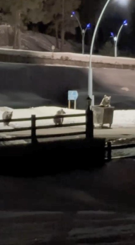 Kars’ta anne ayı ve yavrularının çöp konteynırı mesaisi kamerada