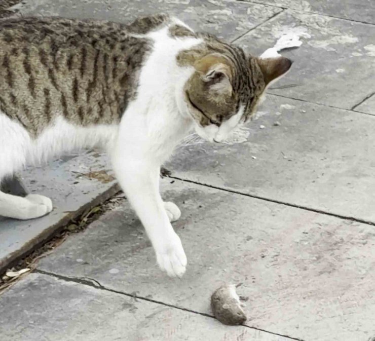 Fareden oscarlık performans: Kediden kurtuluşu ölü taklidinde aradı