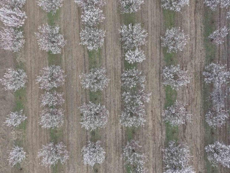 Iğdır’da kayısı ağaçları çiçek açtı, ova beyaza büründü
