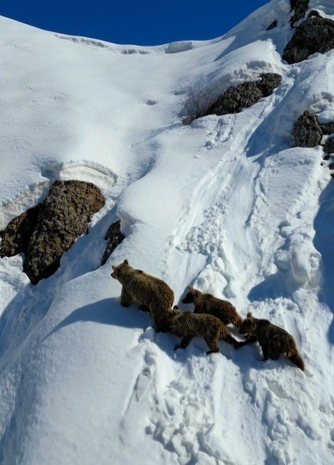 Kış uykusundan uyanan ayılar karla karşılaştı: O anlar dron ile görüntülendi