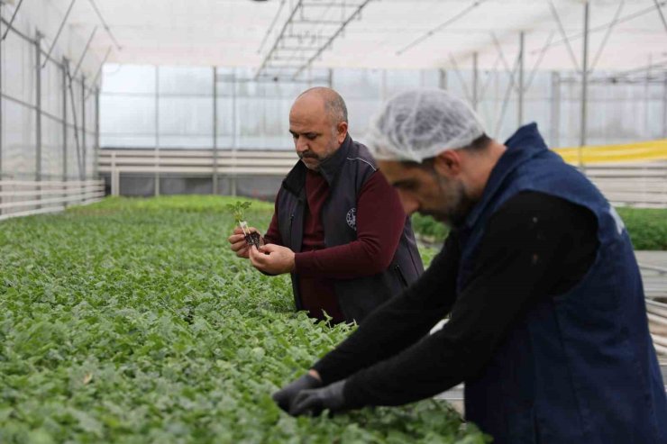 Jeotermal tesiste üretilen çiçekler, kentin renklenmesinde önemli rol alıyor