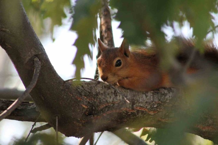 Kızıl sincap piknikçilerin neşesi oldu