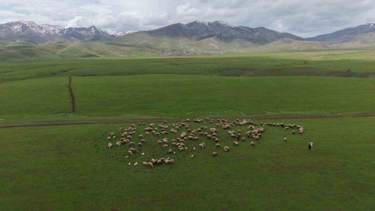 Meradaki koyunların yanına gelen sığırcık kuşları görsel şölen sundu