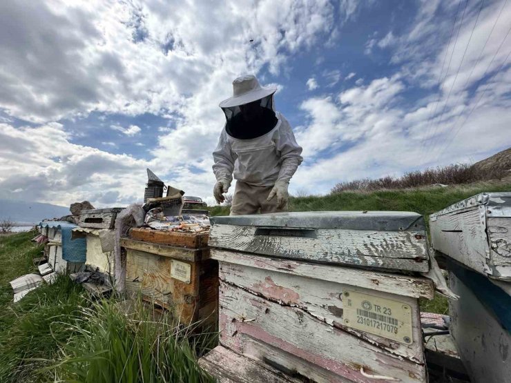 Arıcılar yavru ve besleme dönemine girdi