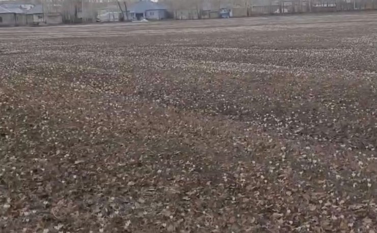 Özalp’te baharın müjdecisi çiğdemler açtı