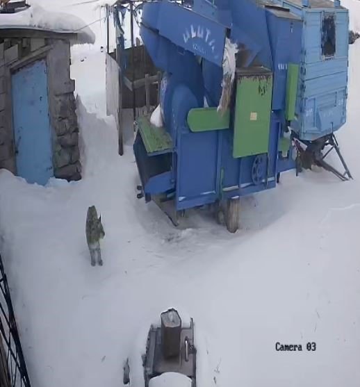 Ardahan’da aç kalan vaşak köye indi