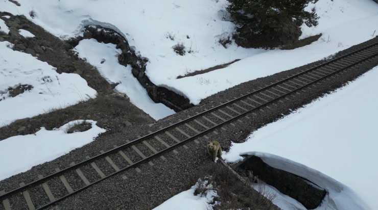 Kars’ta drone ile karşılaşan boz ayı kamerada: Merak, tedirginlik ve kaçış