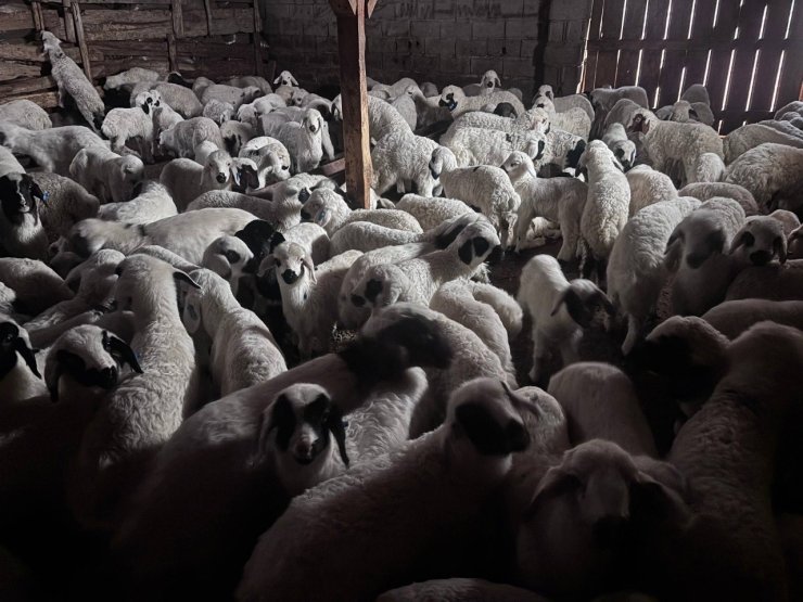 Sürülerde bahar hareketliliği: Kuzular annelerini böyle buldu