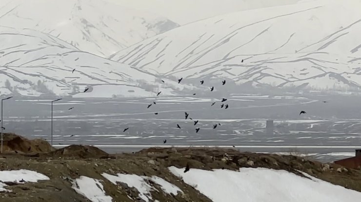 Kuşların rüzgarla dansı: Havada zor kalabildiler