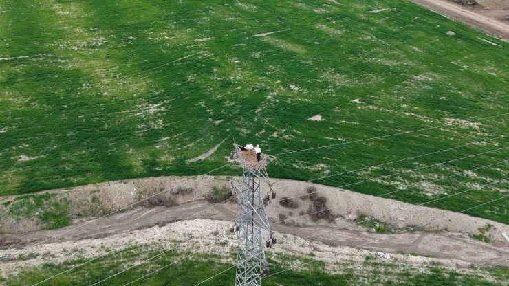 Baharın müjdecisi leylekler Elazığ’ı renklendiriyor