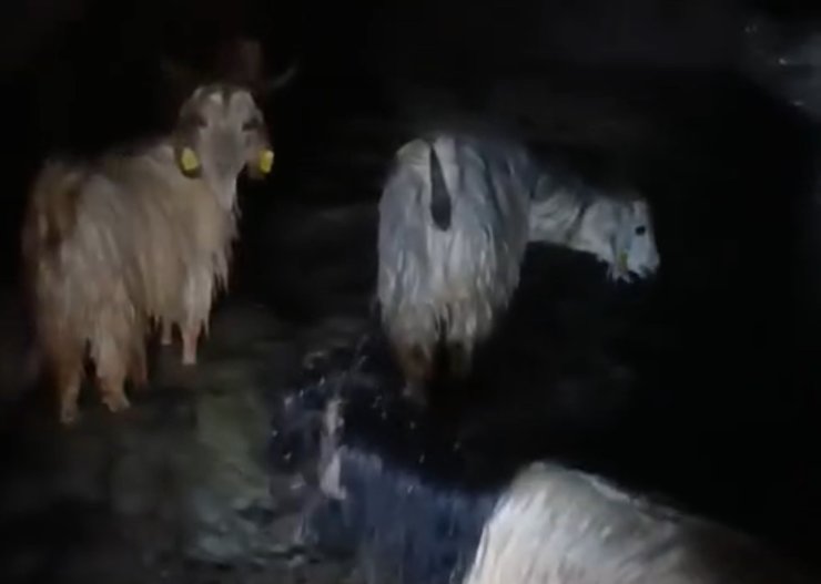 Yüksekova’da ahırları su bastı: Mahsur kalan hayvanlar kurtarıldı