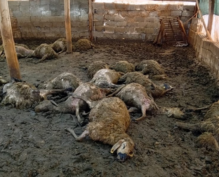 Malatya’da ağıla giren kurt 30 koyunu telef etti