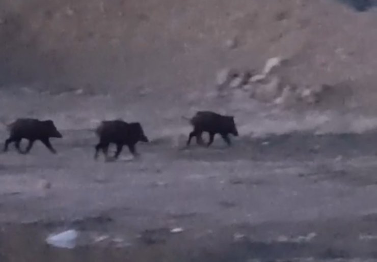 Yüksekova’da domuz sürüsü görüntülendi