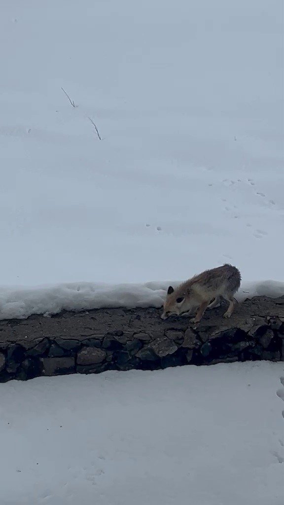 Aç kalan tilkiyi elleriyle besledi