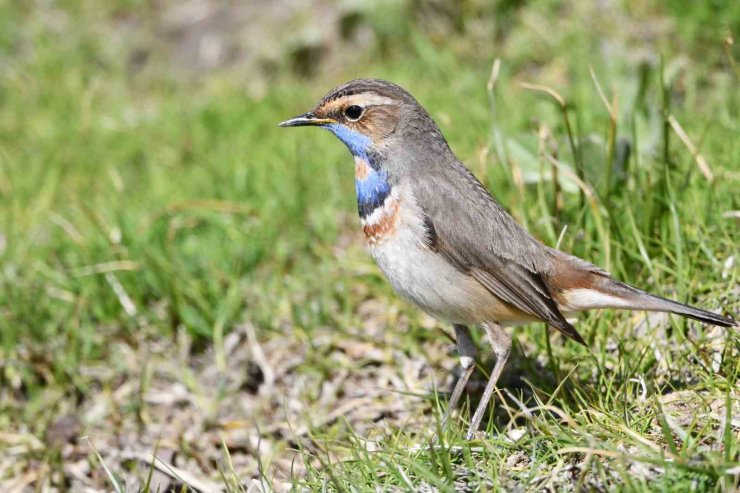 Van Gölü havzası göçmen kuşlarla renklendi