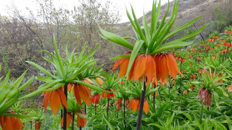 Malatya’da ters laleler doğayı renklendirdi