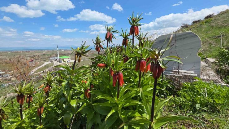 Van’da açan ters laleler göz kamaştırıyor
