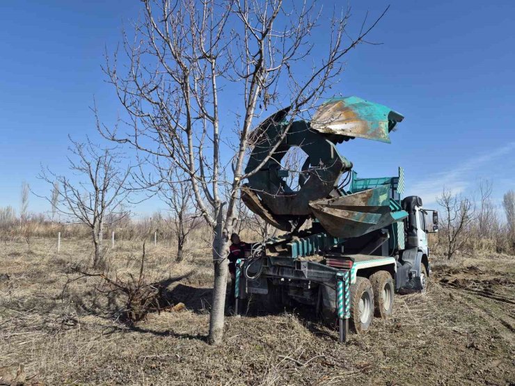 Iğdır’da 15-16 yıllık 77 kiraz ağacı taşınarak kesilmekten kurtarıldı