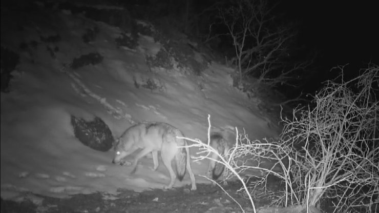 Fotokapana yansıyan yaban hayatında bahar hareketliliği