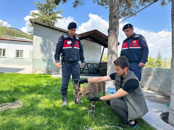 Ağın’da yaralı dağ keçisi koruma altına alındı
