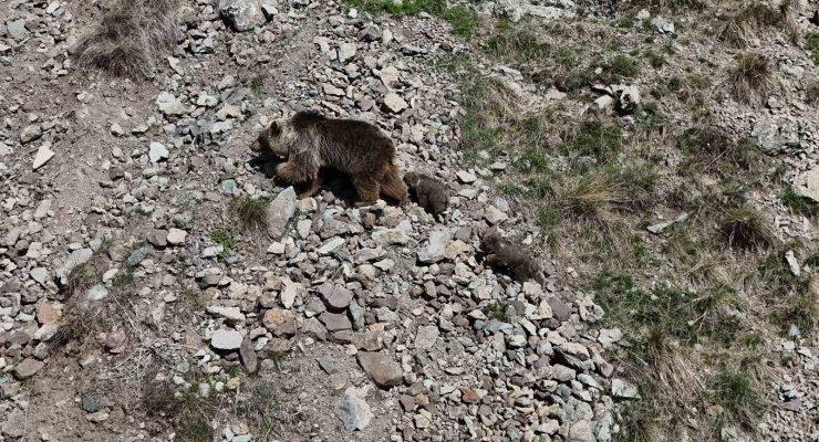 Erzurum Oltu’da bozayı iki yavrusuyla görüntülendi