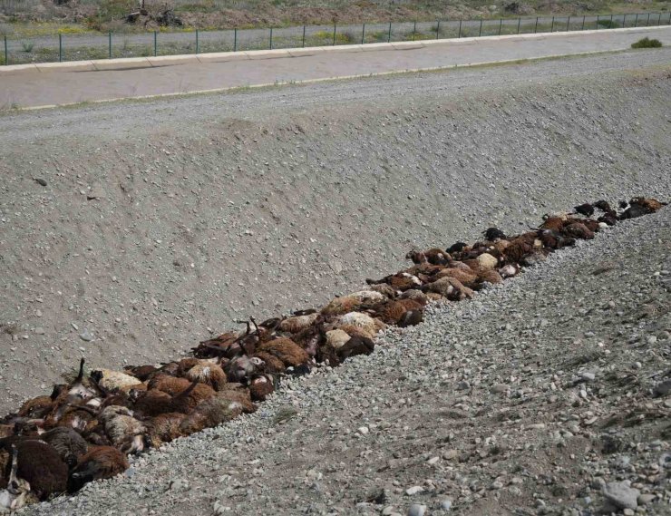 Iğdır’daki arı saldırısının ardından bölgede hasar tespiti sürüyor