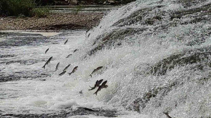 İnci kefalleri, Van Gölü’ne dökülen akarsulara girmesi için gereken ekolojik şartları tamam