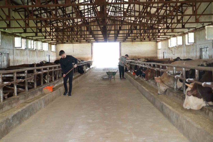 Muş’tan batı illerine 50 bin kurbanlık hayvan sevk edilecek