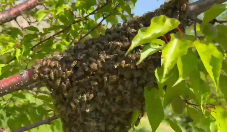 Malatya’da arıların oğul verme hareketliliği dikkat çekti