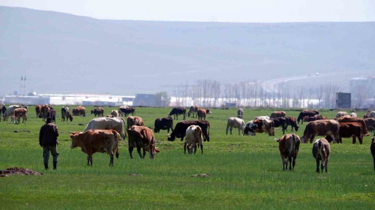 Kurban satışlarında sosyal medya tuzağı