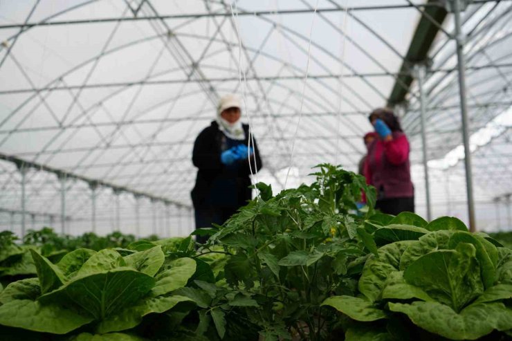 Erzincan’da sera marulunda hasat başladı