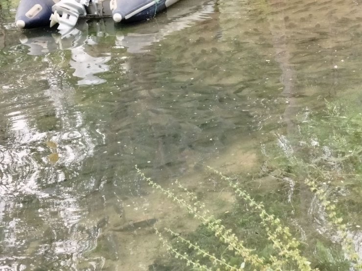 Fırat Nehri’nde akıntı arttı: Binlerce balık kıyıya akın etti